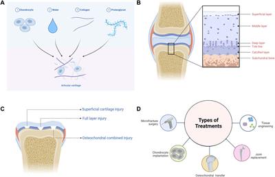 Research progress of self-assembling peptide hydrogels in repairing cartilage defects